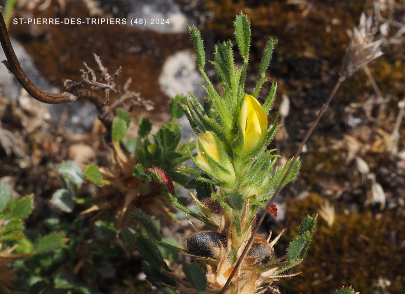 Restharrow, Small